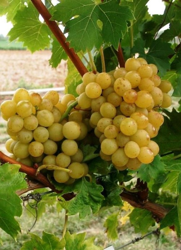 Palatina